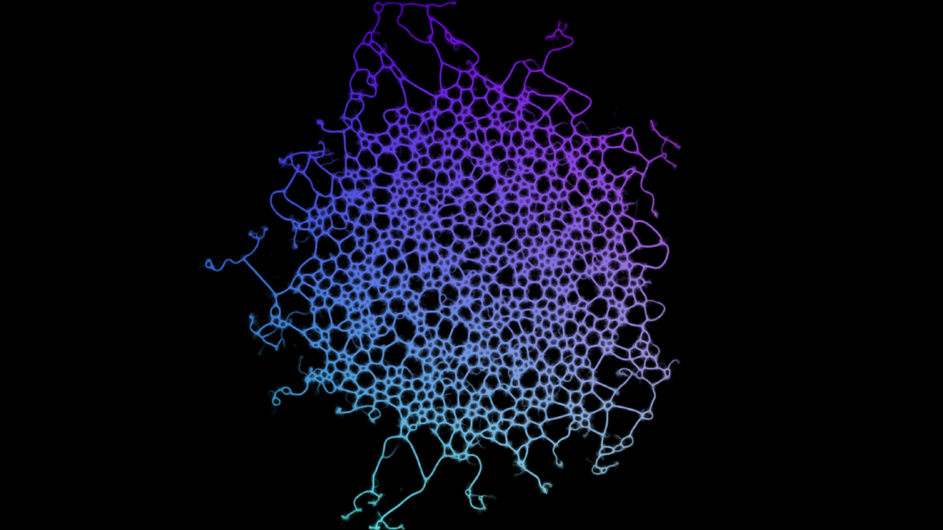 Physarum simulation project preview